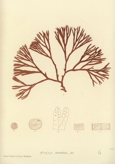 Alghe Marine Britanniche (stampa naturale) da English School